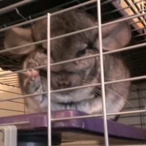 Meet your Posher, Cat